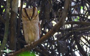 Southern India, Western Ghats and Nilgiri birding tours