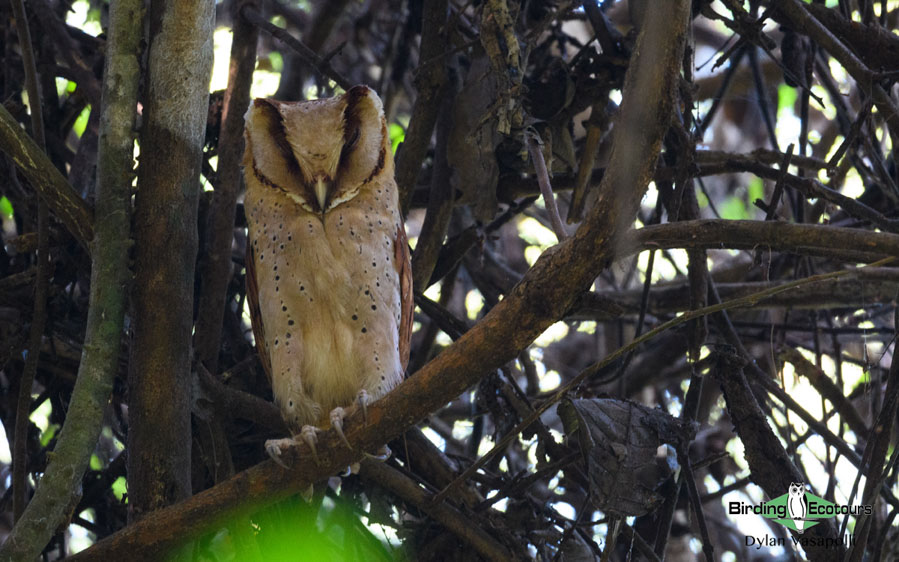 Western Ghats and Nilgiri birding tours