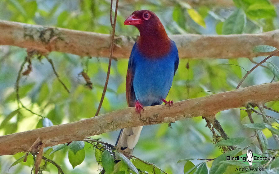Sri Lanka birding tours