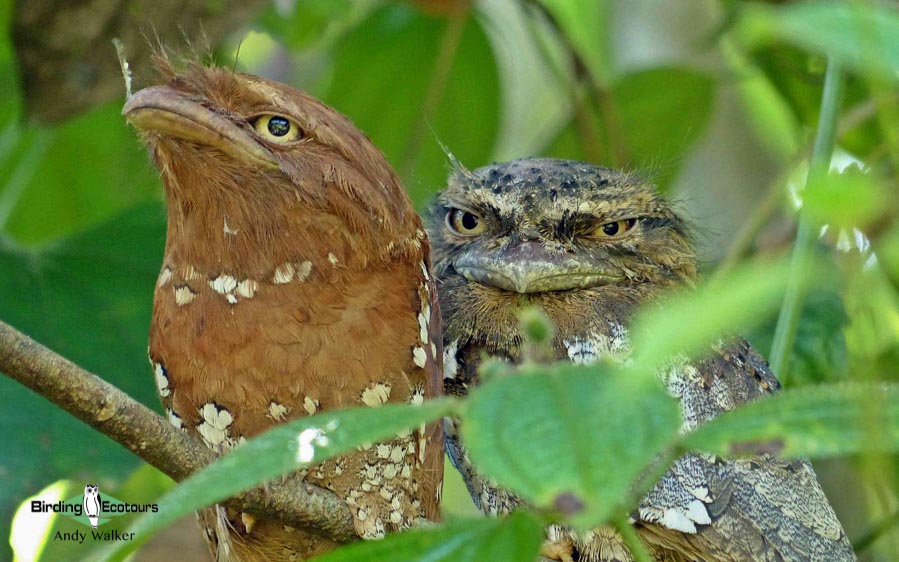 Sri Lanka birding tours