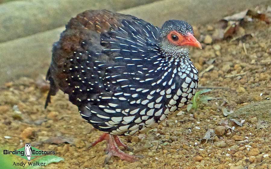 Sri Lanka birding tours