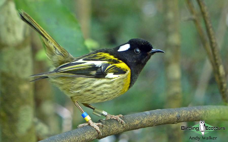 New Zealand birding tours