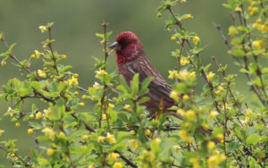 Qinghai birding tours