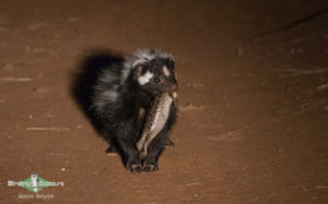 Kalahari mammal and birding tour