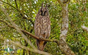 Cuban birding tours