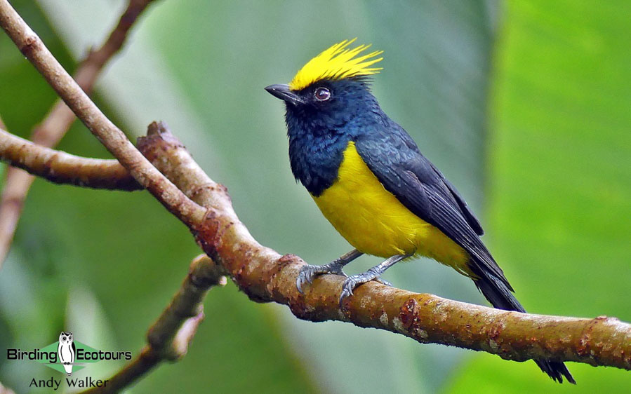 Himalayan birding tours