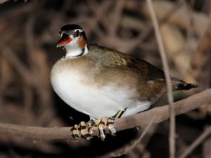 Manu Road birding tours