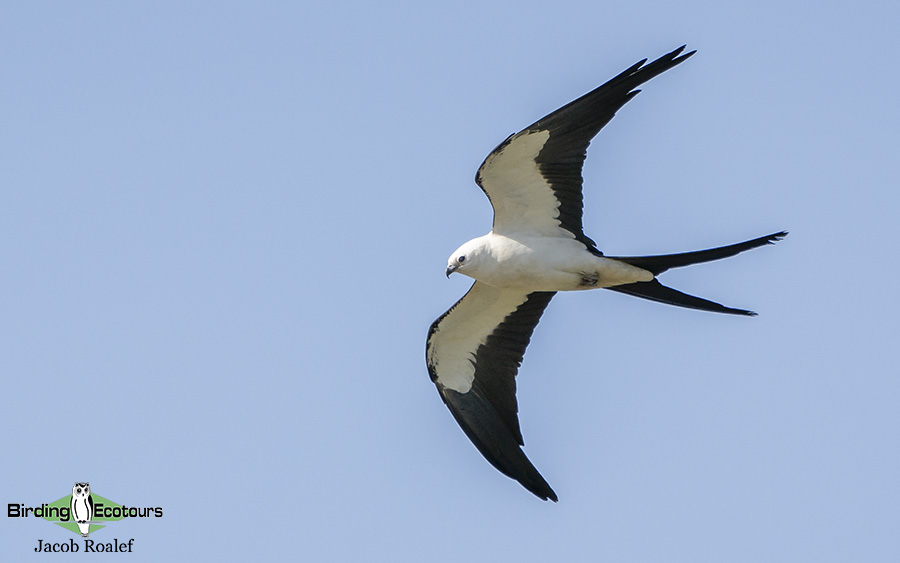 Florida birding tours