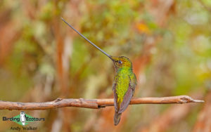 Central Peru birding tours