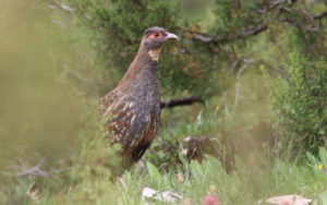 Qinghai birding tours