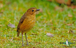 Southern Ecuador birding tours