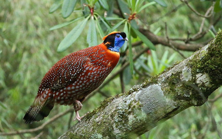 Northeast India birding tours