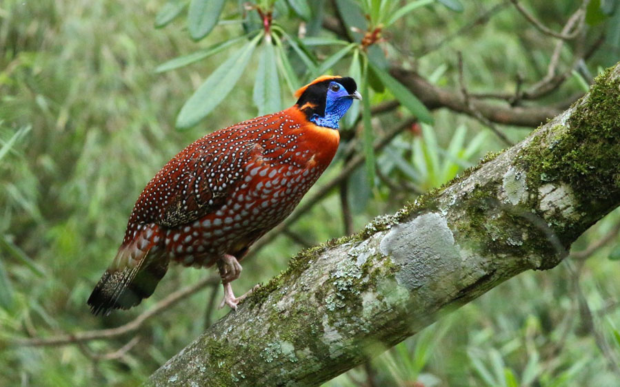 China birding tours