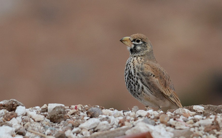 Morocco birding tours