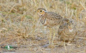 Zimbabwe birding tours