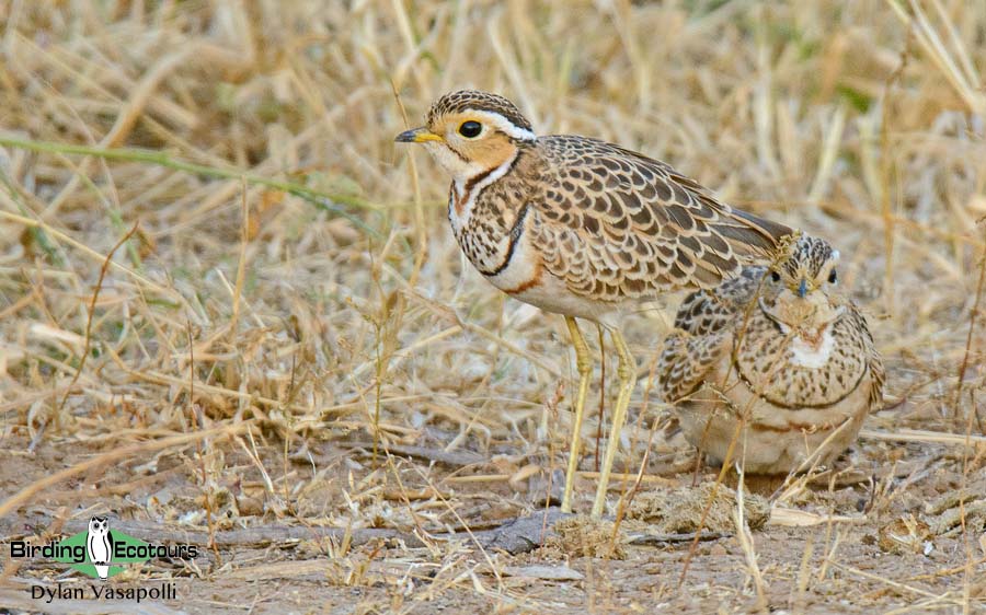 Zimbabwe birding tours