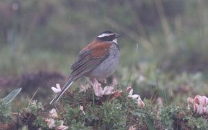 Qinghai birding tours