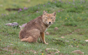 Qinghai birding tours