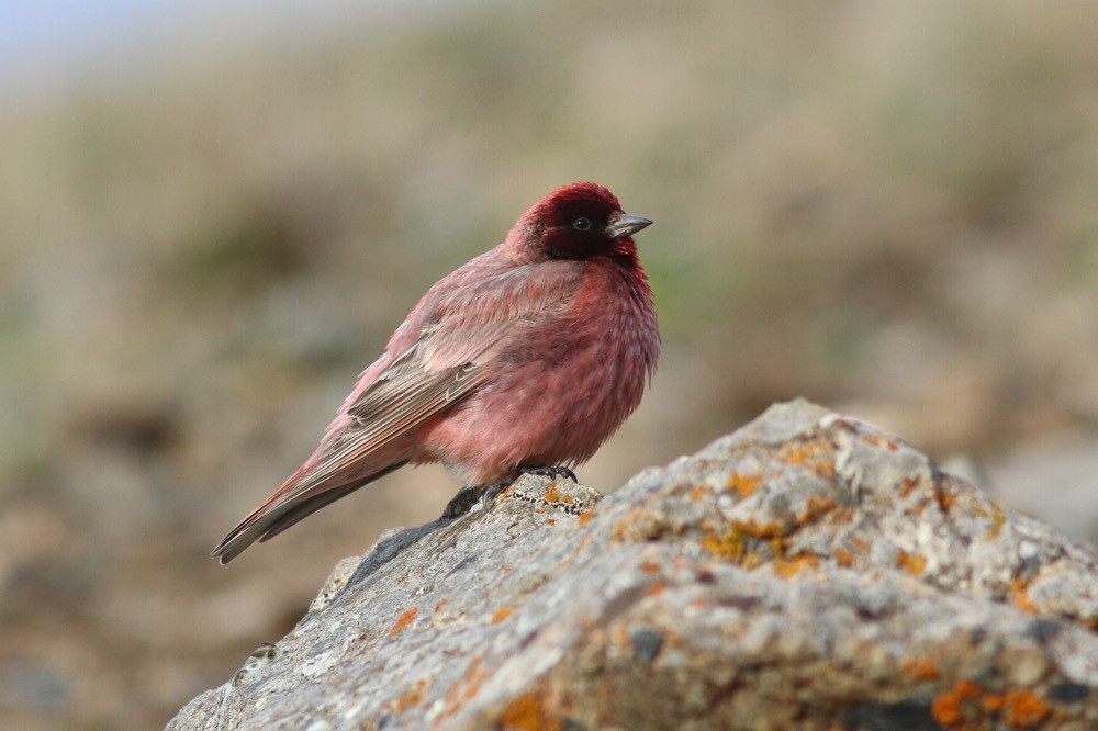 Qinghai birding tours