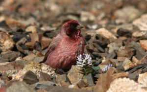 Qinghai birding tours