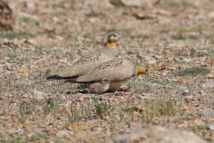 Chinese birding tours