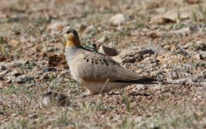 Qinghai birding tours