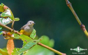 Ghana birding tours