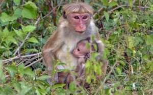 Sri Lanka birding tours