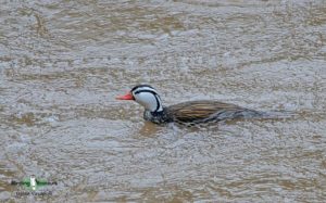 Southern Ecuador birding tours