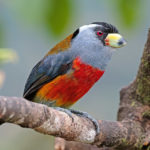 Colombia birding tours