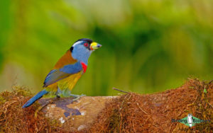 Yanacocha birding day trips