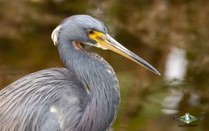 Florida birding tours