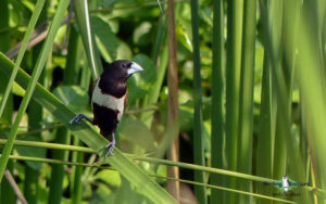 Sri Lanka birding tours