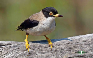 Southwest Australia birding tours