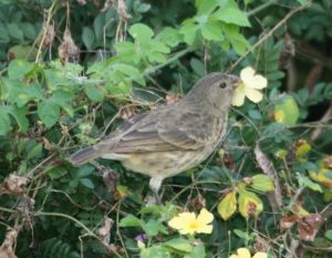 Galapagos birding tours