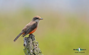 Southern Ecuador birding tours