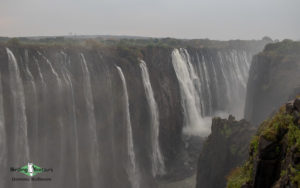 Victoria Falls birding tours