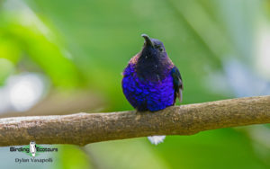 Costa Rica Birding Escape