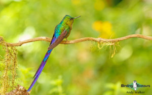 Yanacocha birding day trips