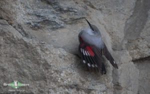 Qinghai birding tours