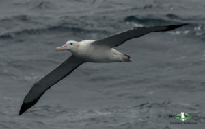 Antarctica birding tours