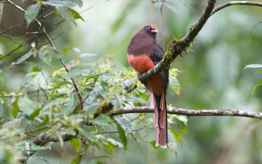 Northeastern India birding tours