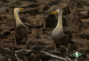 Galapagos Islands birding tour