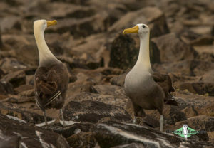 Galapagos Islands birding tour