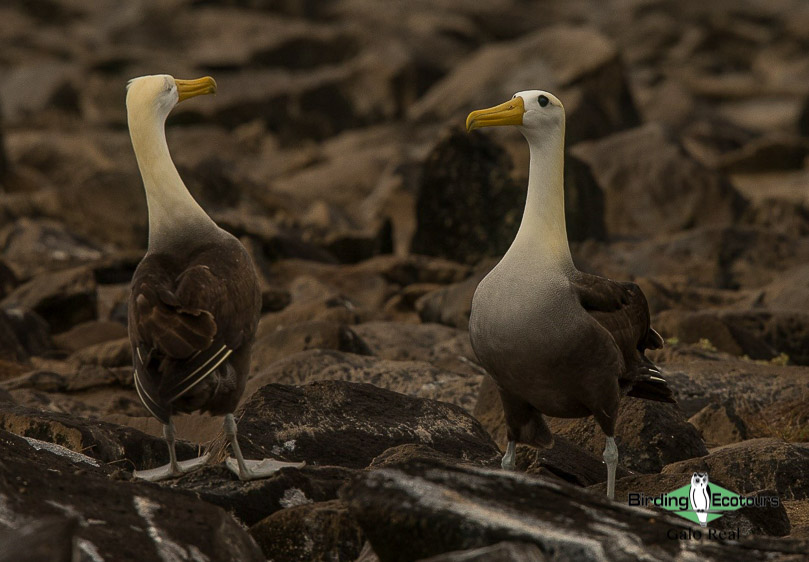 Galapagos Islands birding tour
