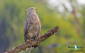 Zimbabwe birding tours