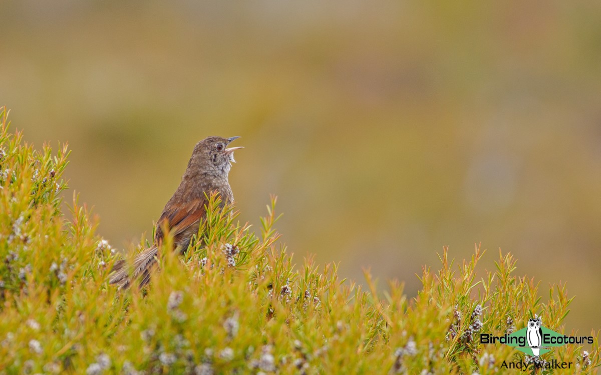 Southwest Australia birding tours