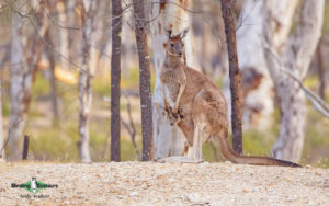 Southwest Australia birding tours