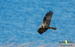 Greece birding tours