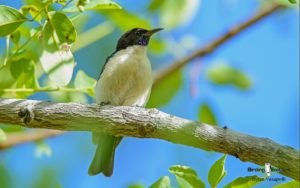 Victoria Falls birding tours